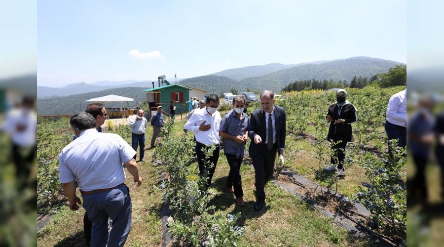 Yaban mersininde hedef 20 bin ton