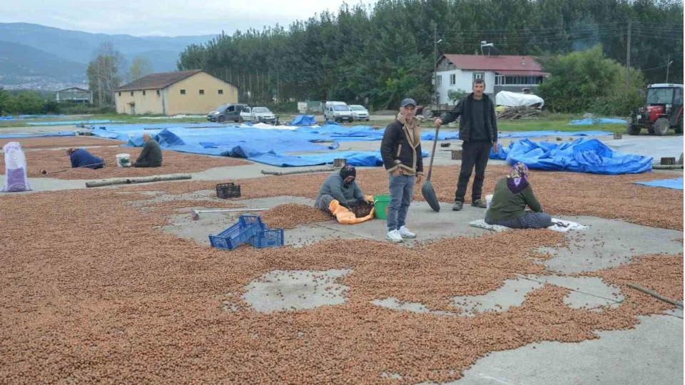 Ya�murdan ka�an Ordulu f�nd�k��lar Tokat'ta da sa�ana�a yakaland�