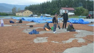 Ya�murdan ka�an Ordulu f�nd�k��lar Tokat'ta da sa�ana�a yakaland�