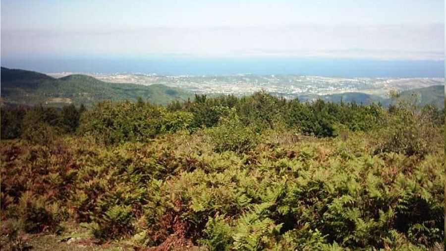 Yalova'da kamyonları bozulan 30 kaçak göçmen ormanlık alana kaçtı