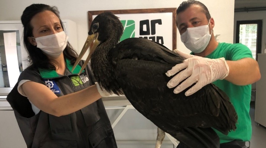 Yaral� kara leylek tedaviye al�nd�