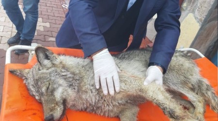 Yaralı kurt, hayvan bakımevinde tedavi altına alındı