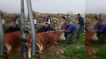 Yaramaz ineğin imdadına AFAD yetişti
