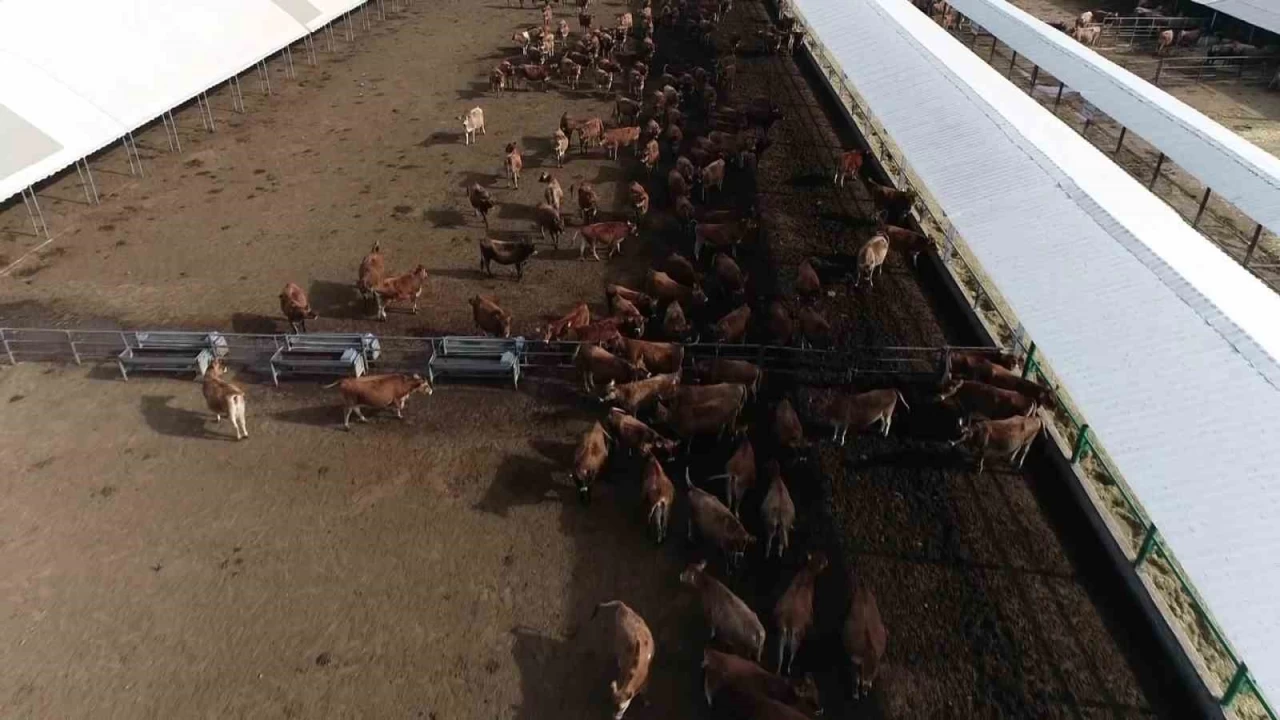 Yedi�i yemi en �ok s�te onlar �eviriyor