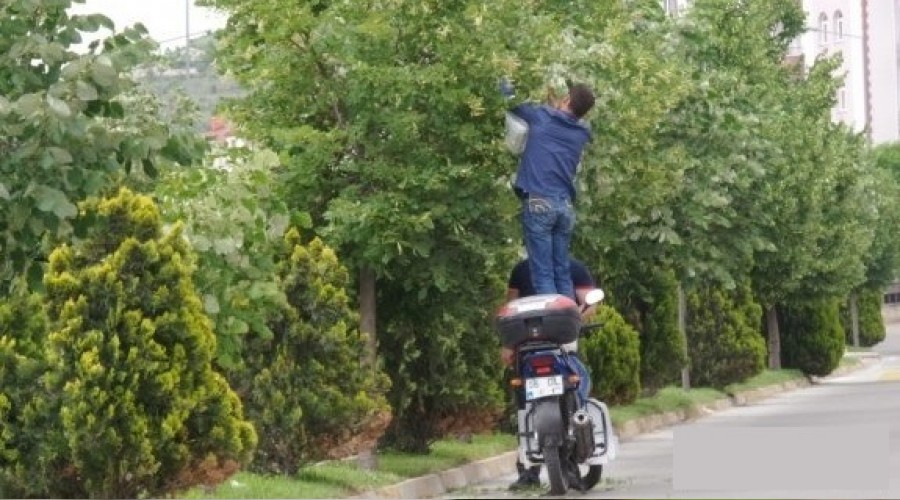 Yol kenarlar�ndaki �hlamurlar zehirli!