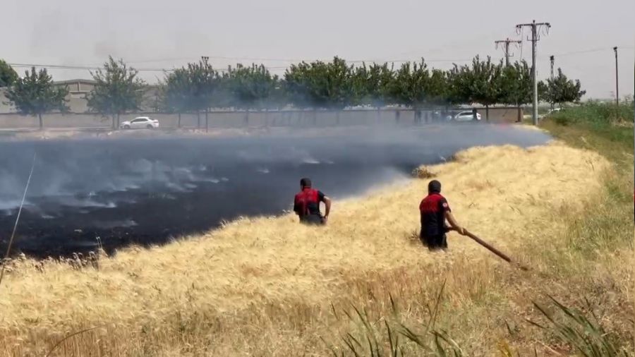 Y�ksek gerilim hatt� bu�day tarlas�n� k�l etti