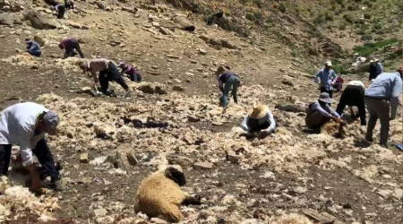 Yüksekova'da imece usulü koyun kırkma