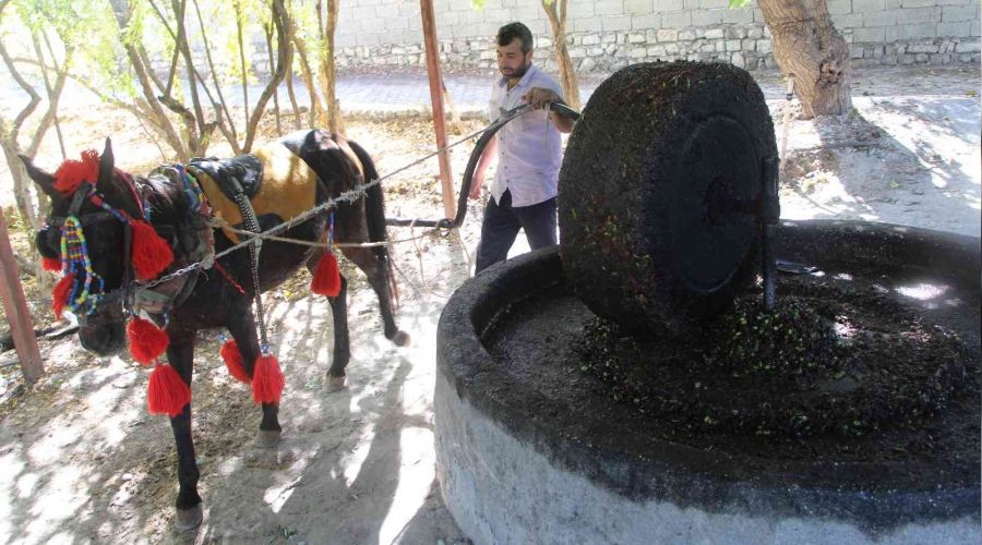 Yüzlerce yıllık gelenek ile zeytinyağı üretiyorlar