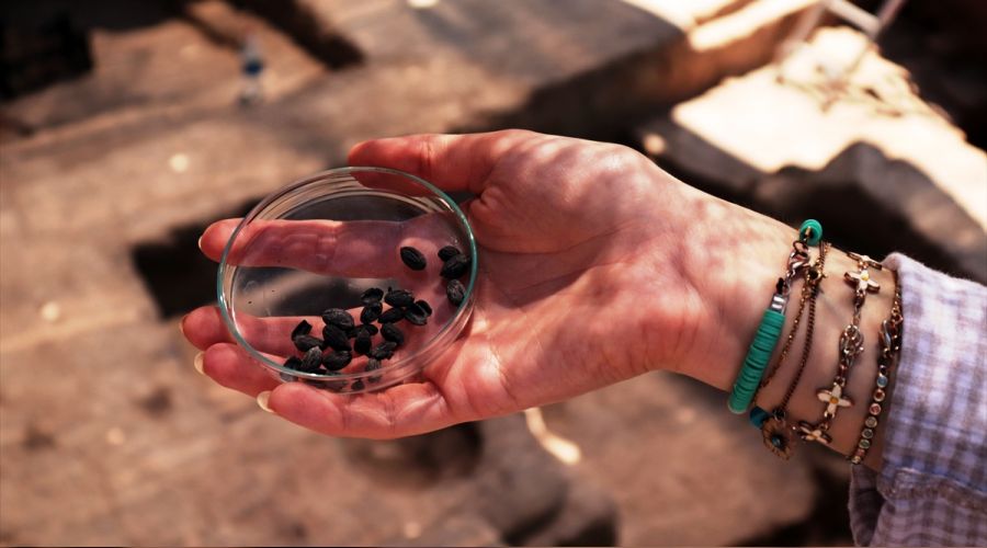 Zeytincilik tarihi g�n y�z�ne ��kar�l�yor