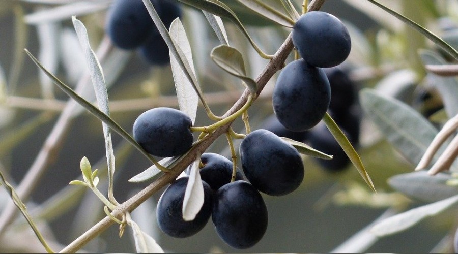 'Zeytin'den 320 bin aile geçiniyor