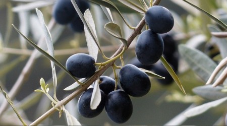 'Zeytin'den 320 bin aile geçiniyor