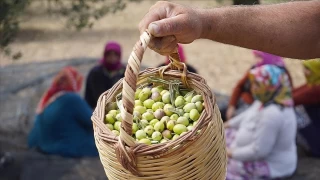 Zeytinyağı üreticisi yüksek rekolte bekliyor