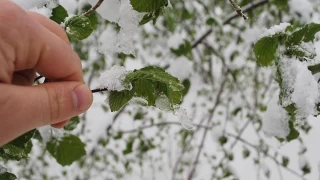 Zirai don: Sebepler, zararlar ve nlemler
