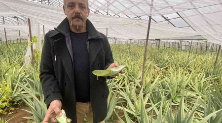 1 dekarla balad aloe vera retiminde rekor kazan salad