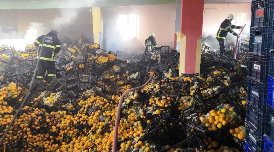 10 ton mandalina yangında zarar gördü