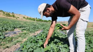 14 yldr tarladan sofraya: Hal fiyatna organik salatalk