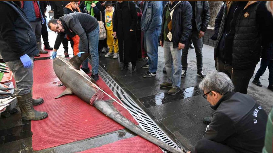 3,5 metrelik yasaklı köpek balığının satışına ceza
