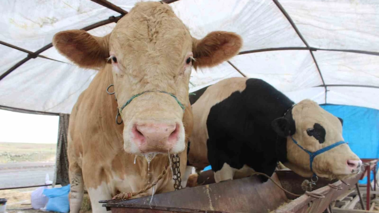 970 kiloluk Minik, pazarın ilgi odağı oldu