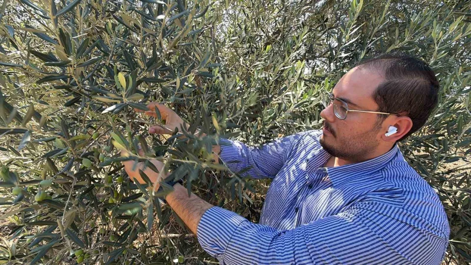 ABD'nin g�mr�k vergisi karar� zeytinya�� sekt�r�n� etkileyecek