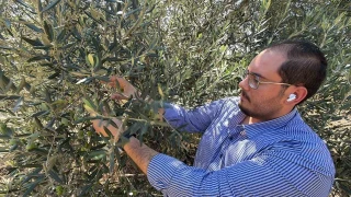 ABD'nin gümrük vergisi kararı zeytinyağı sektörünü etkileyecek