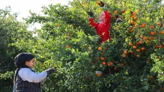 Adana'da mandalina dalında fiyat 17-18 lira