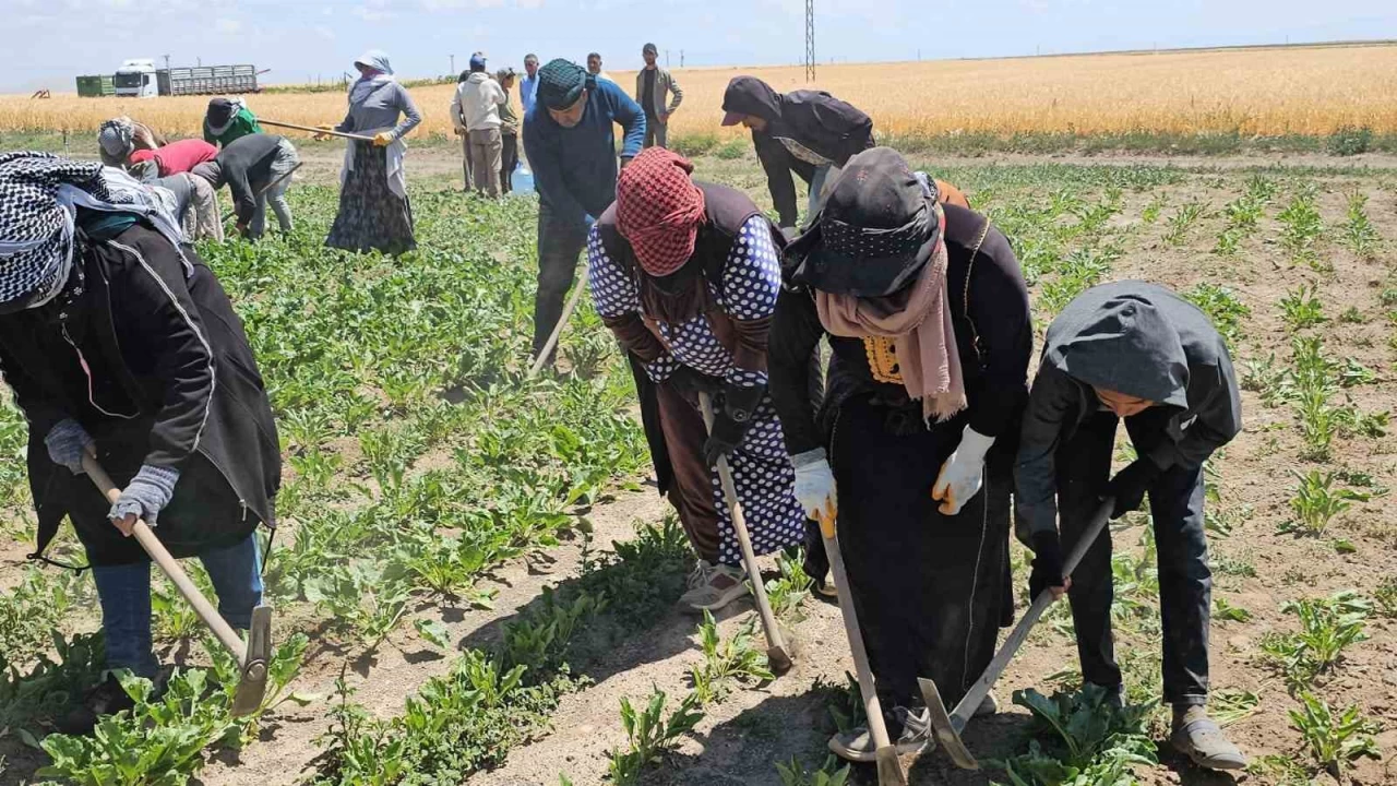 Adilcevaz'da kavurucu s�cakta ekmek m�cadelesi