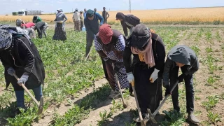 Adilcevaz'da kavurucu scakta ekmek mcadelesi