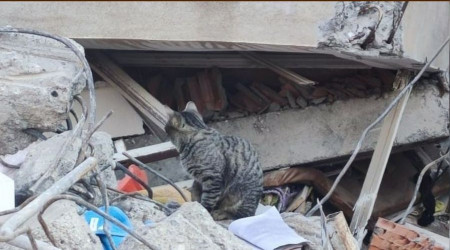 Adıyaman'da deprem sonrası kediler enkazı terk etmiyor