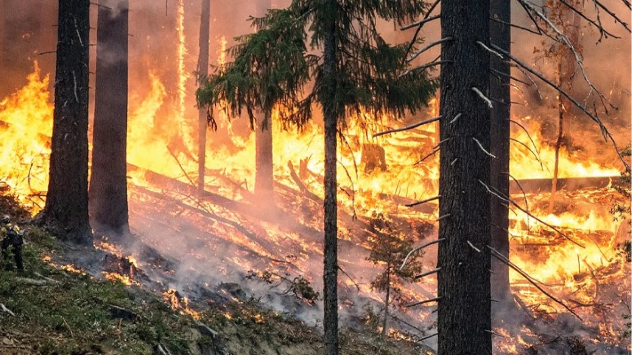 Ağaç türlerinin yanıcılık oranları ve orman yangınlarına etkileri