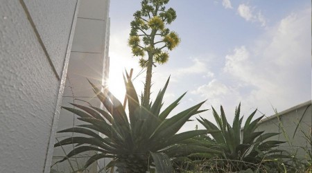 'Agave' bitkisi koruma altnda
