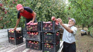 Amasya'da tescilli misket elmas�n�n hasad� ba�lad�