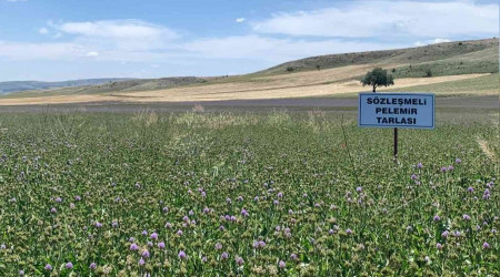 Anadolu'nun yenilenebilir bitkisel enerji kaynağı 'Pelemir'