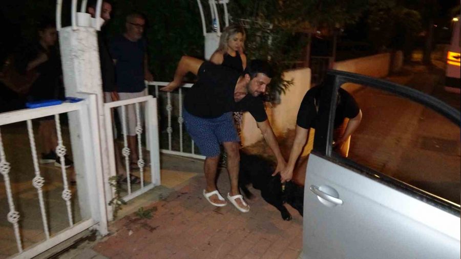 Antalya'da doberman dehşeti