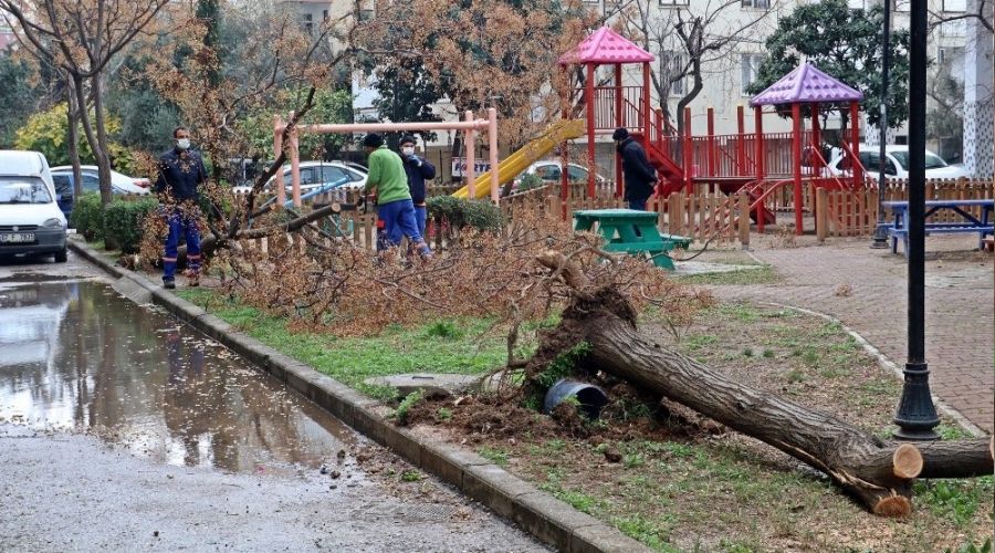 Antalya'da hortum ağaçları kökünden söktü