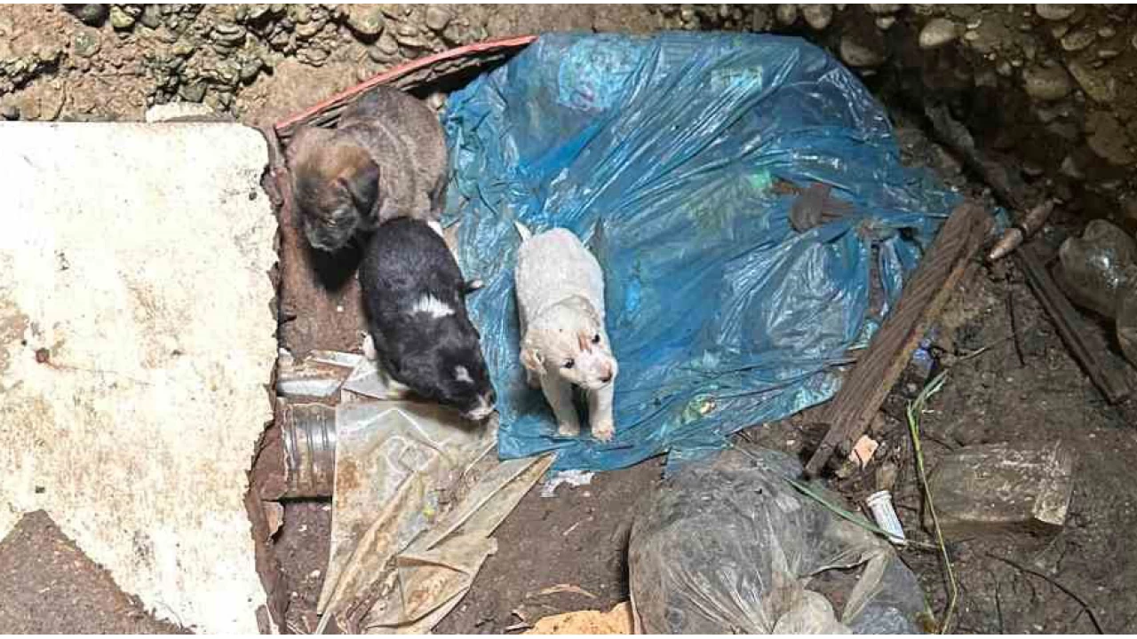 Antalya'da kuyuya düşen 7 yavru köpeği itfaiye kurtardı