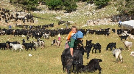 Antalya'da Yörüklerin yayladan dönüşü başladı