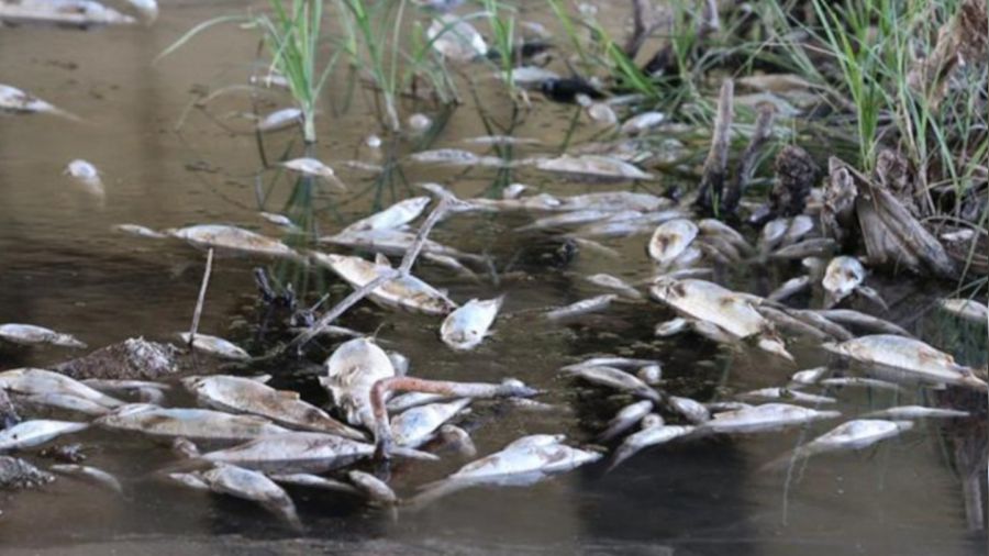 Ara�t�rmalar sonucunda toplu �l�mlerin nedeni belli oldu