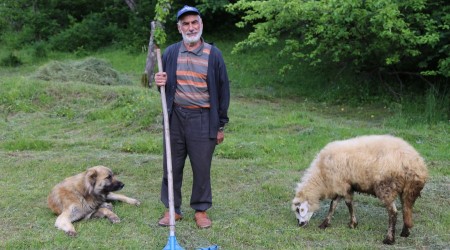 Artvin’de bu kez kene paniği yaşanıyor