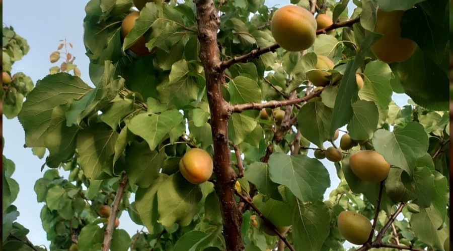 A��r� s�caklar kay�s�y� erken olgunla�t�rd�