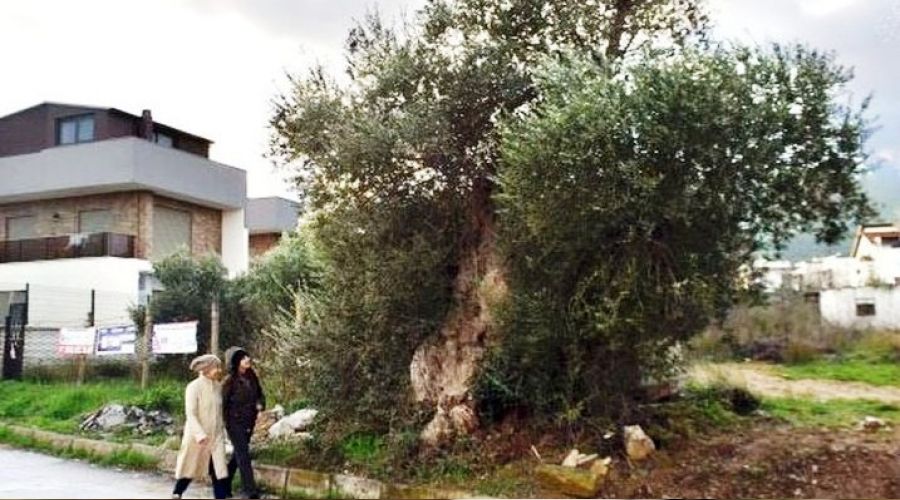 Asırlık zeytin ağaçları tarihe meydan okuyor