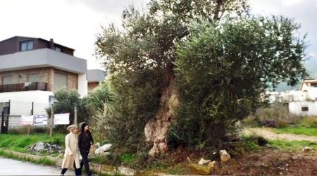 Asırlık zeytin ağaçları tarihe meydan okuyor