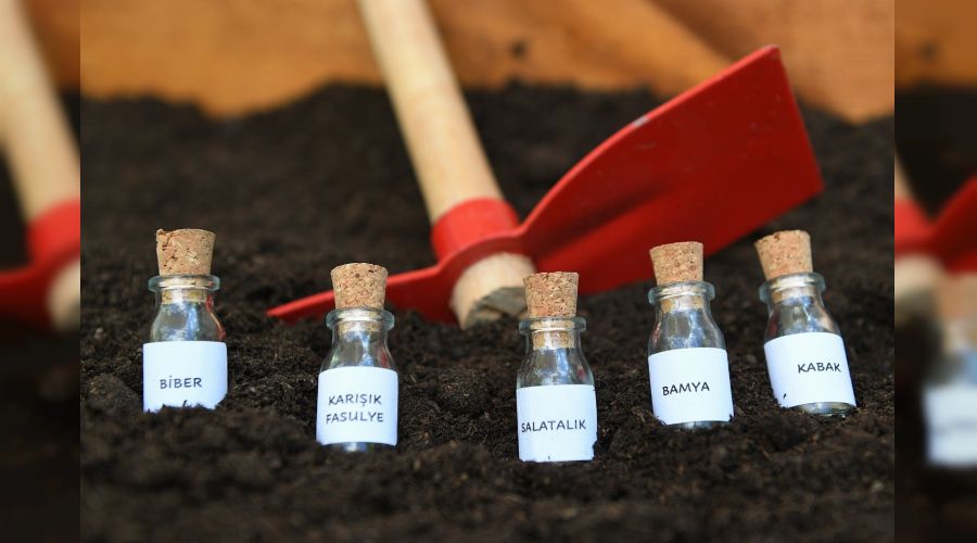 Ata tohumlar� Ankara'da toprakla bulu�tu