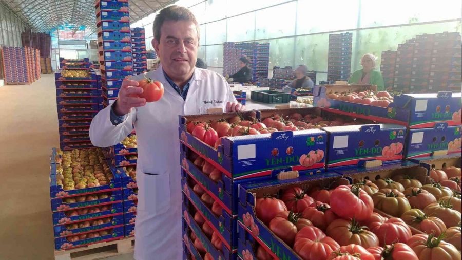 Avrupa bu domateslerden almak için sıra bekliyor