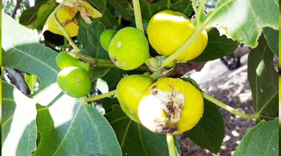  Ayd�n�da incir �retimi SOS veriyor   