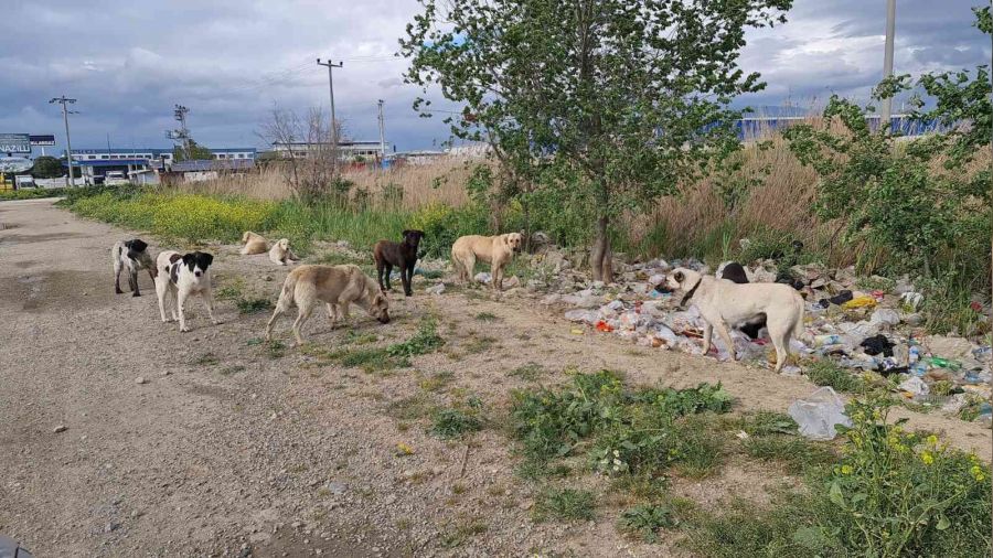 Aydın'da sokak köpekleri sorun olmaya başladı