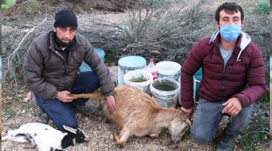 Ayvalık'ta keçi ölümlerinin sebebi parazit