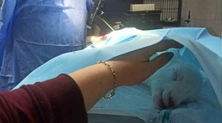 Bacakları ters doğan kuzu Türkiye'de ilk defa yapılan bir ameliyatla tedavi oldu