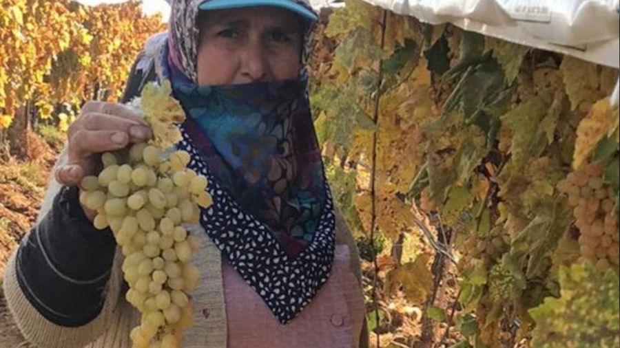 Bağlarda örtü altında 300 ton üzüm kesimi bekliyor