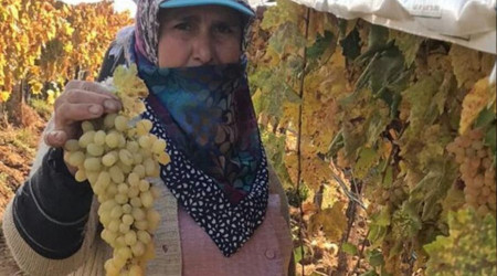 Bağlarda örtü altında 300 ton üzüm kesimi bekliyor
