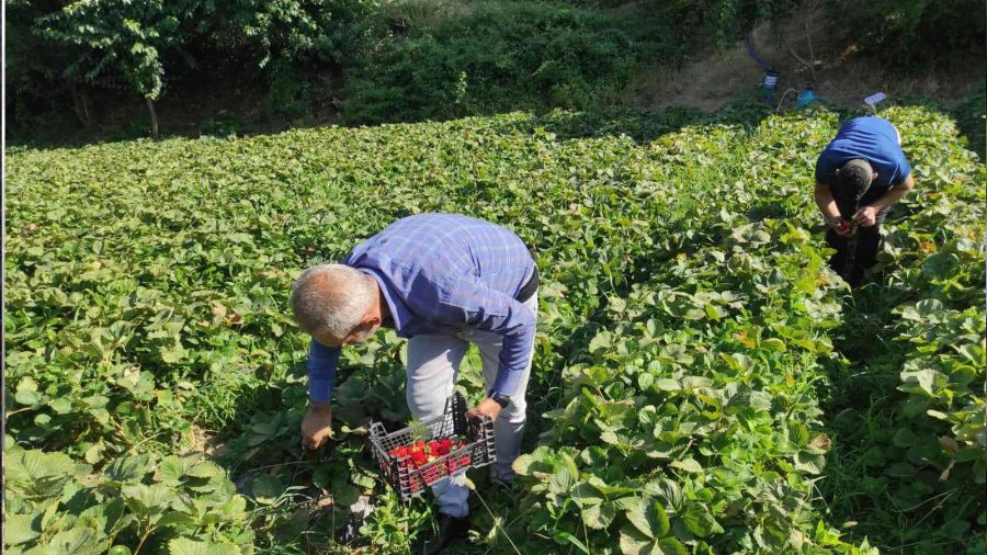 Bahçede 8 liradan satılan çilek, tezgahta 30 lira
